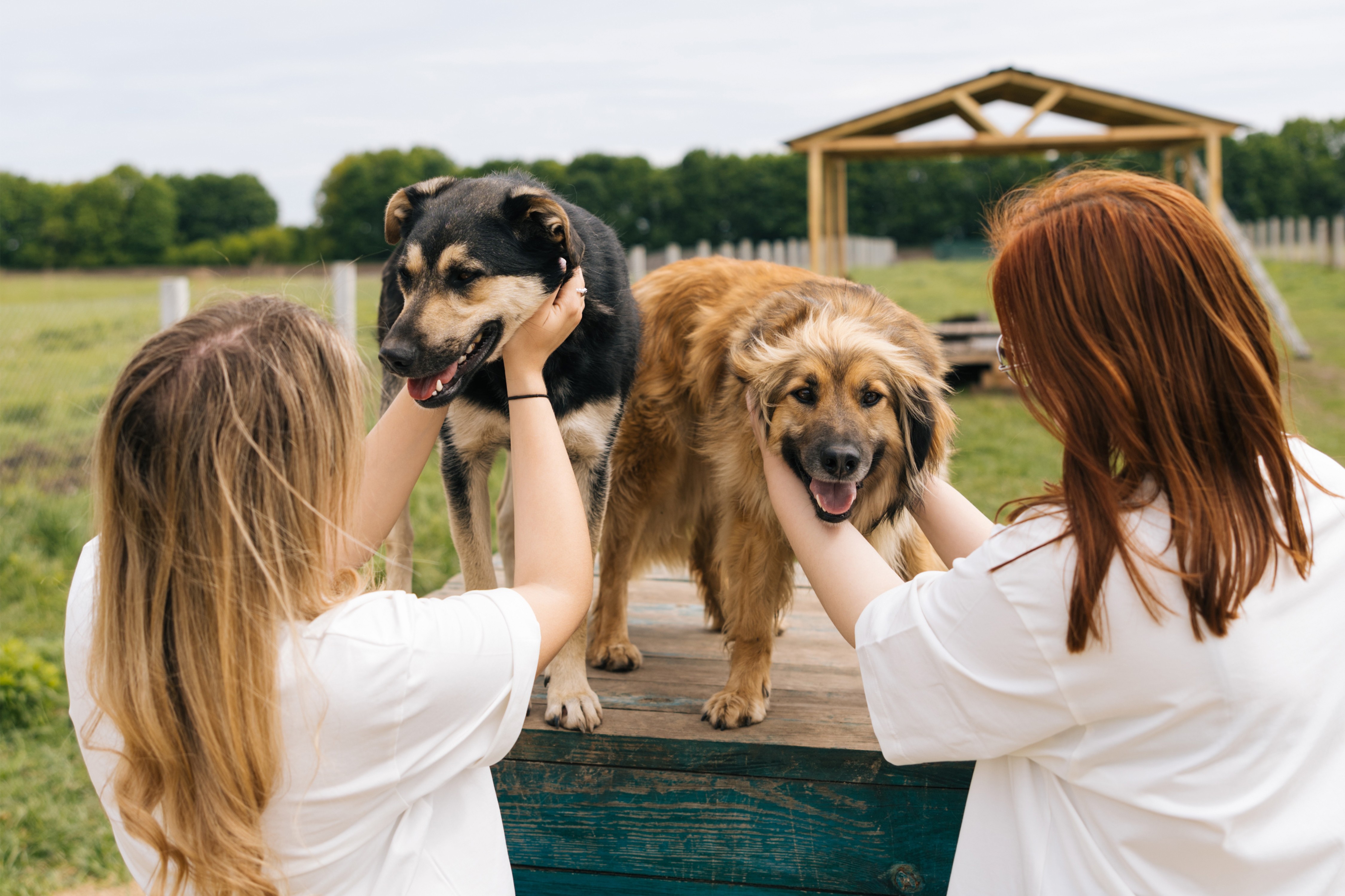 Оновлення притулку «Велике серце»